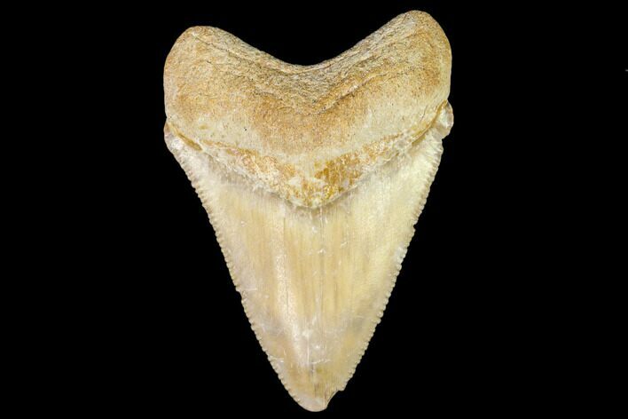 Serrated, Fossil Megalodon Tooth - Florida #110463